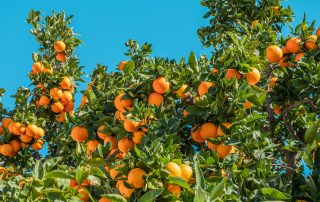 Oranjebomen Sevilla