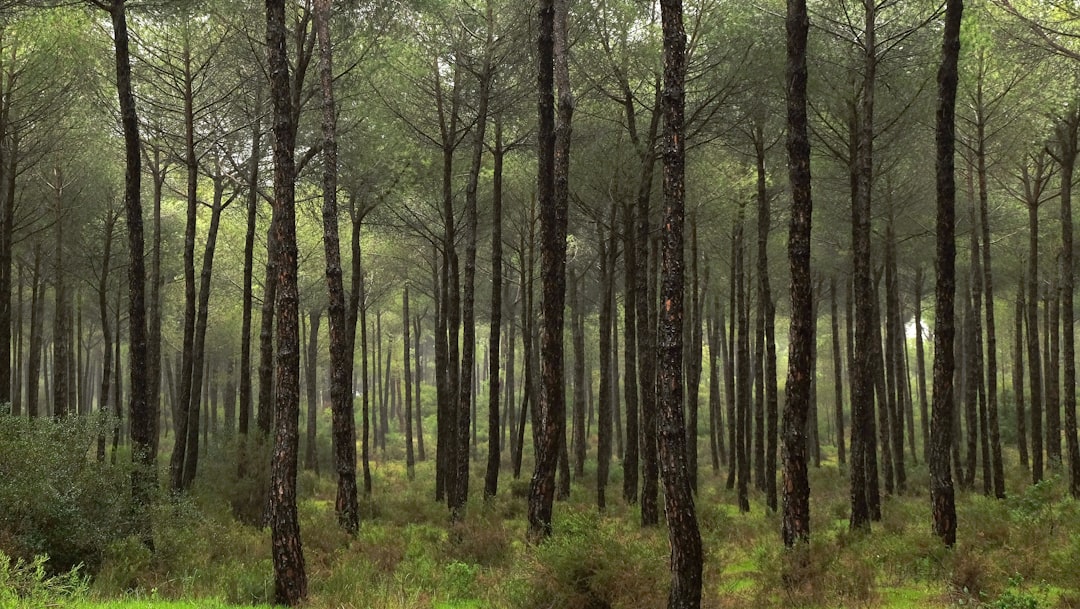Doñana National Park
